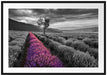 Lavendelfeld mit Baum Passepartout 100x70