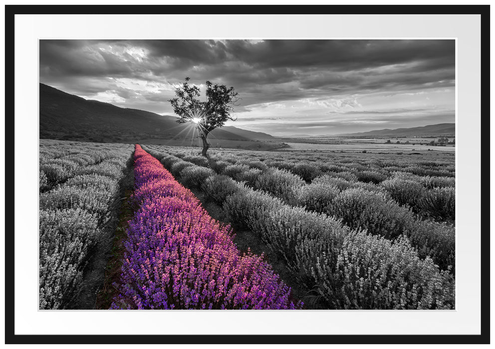Pixxprint Lavendelfeld mit Baum, im Galerie-Passepartout Bilderrahmen