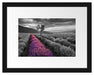Lavendelfeld mit Baum Passepartout 38x30