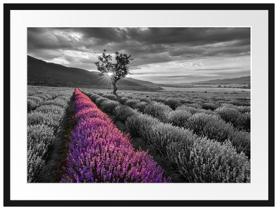 Lavendelfeld mit Baum Passepartout 80x60