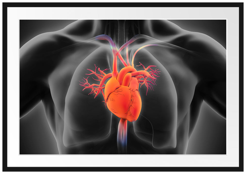 Pixxprint Herzkreislauf des Menschen, im Galerie-Passepartout Bilderrahmen