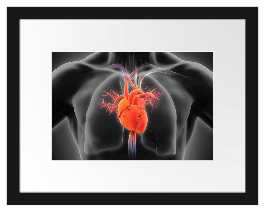 Herzkreislauf des Menschen Passepartout 38x30