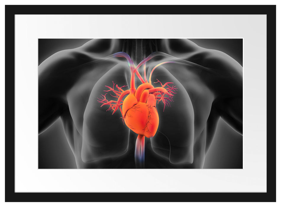 Herzkreislauf des Menschen Passepartout 55x40