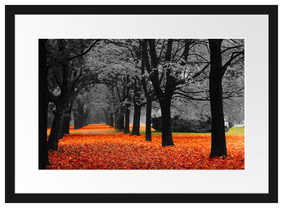 schöner Waldweg im Herbst Passepartout 55x40