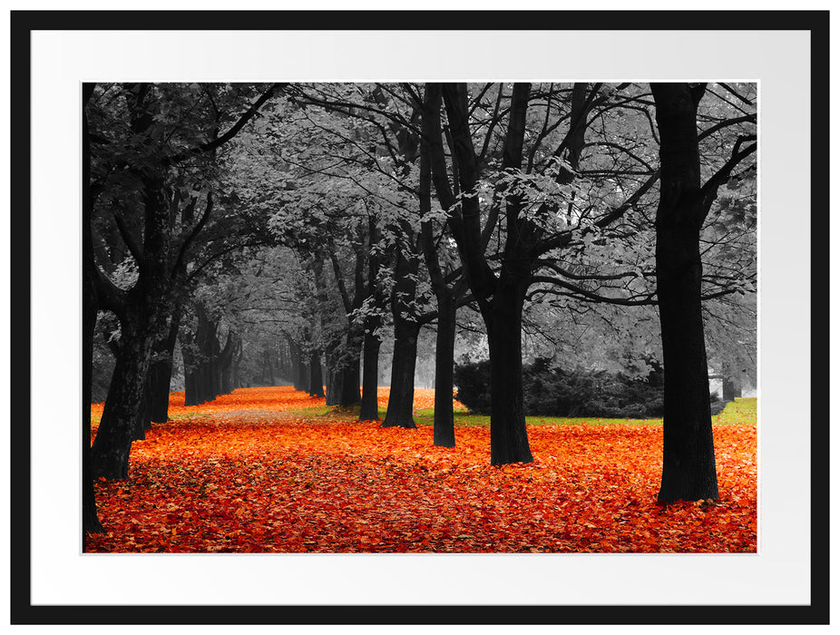 schöner Waldweg im Herbst Passepartout 80x60