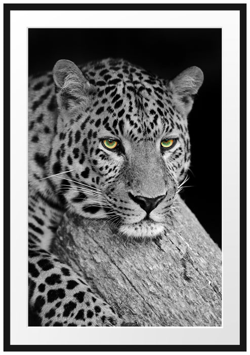 ruhender Leopard Passepartout 100x70