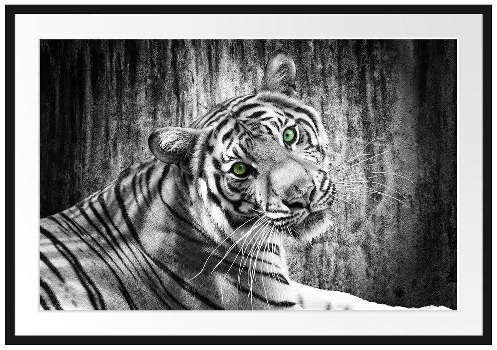 schöner neugieriger Tiger Passepartout 100x70