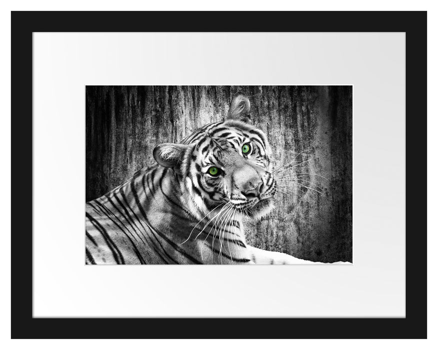 schöner neugieriger Tiger Passepartout 38x30