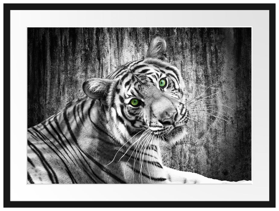 schöner neugieriger Tiger Passepartout 80x60