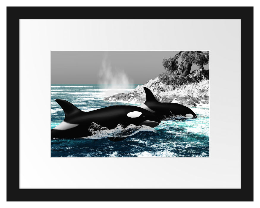 schöne Orcas vor Insel Passepartout 38x30