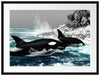 schöne Orcas vor Insel Passepartout 80x60