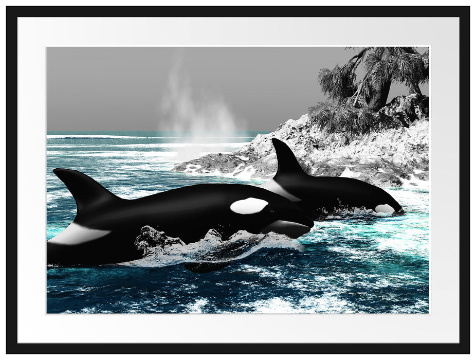 schöne Orcas vor Insel Passepartout 80x60