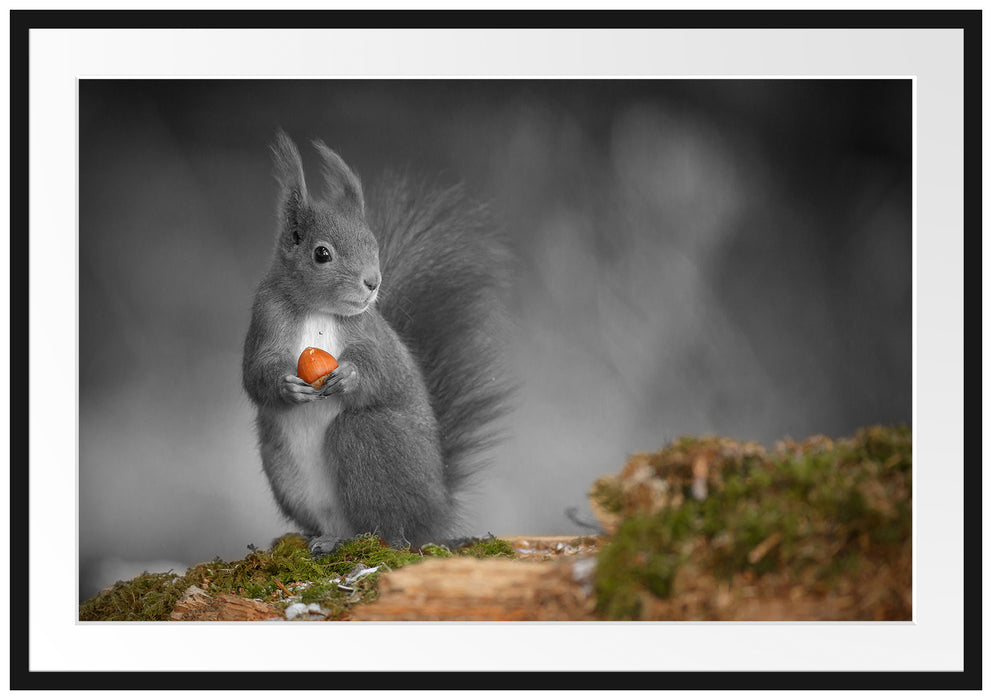 süßes Eichhörnchen mit Nuss Passepartout 100x70