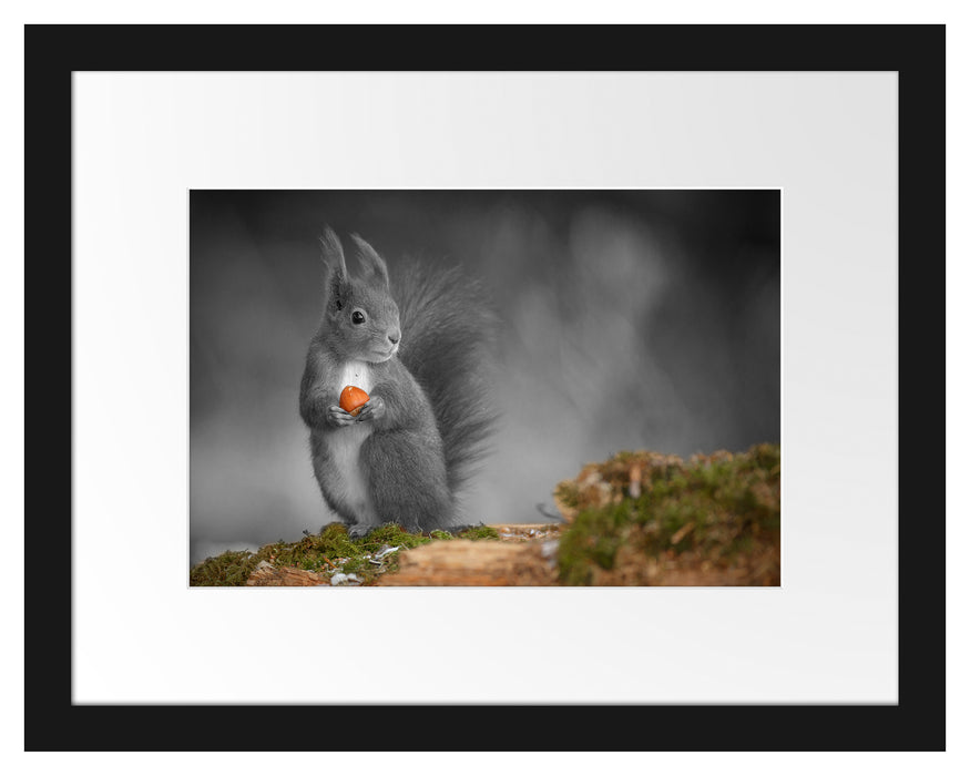 süßes Eichhörnchen mit Nuss Passepartout 38x30