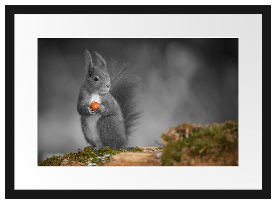 süßes Eichhörnchen mit Nuss Passepartout 55x40