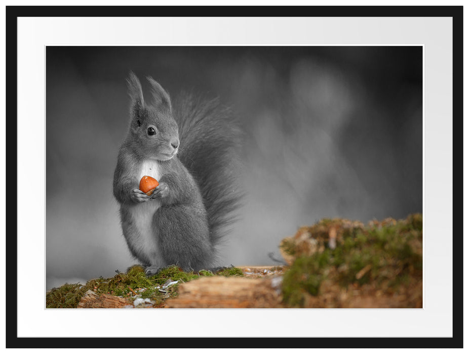 süßes Eichhörnchen mit Nuss Passepartout 80x60