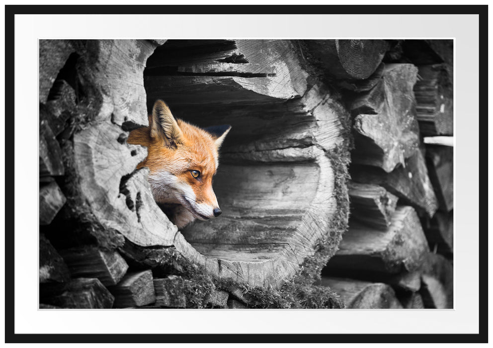 Pixxprint schöner Fuchs im Baumstamm, im Galerie-Passepartout Bilderrahmen