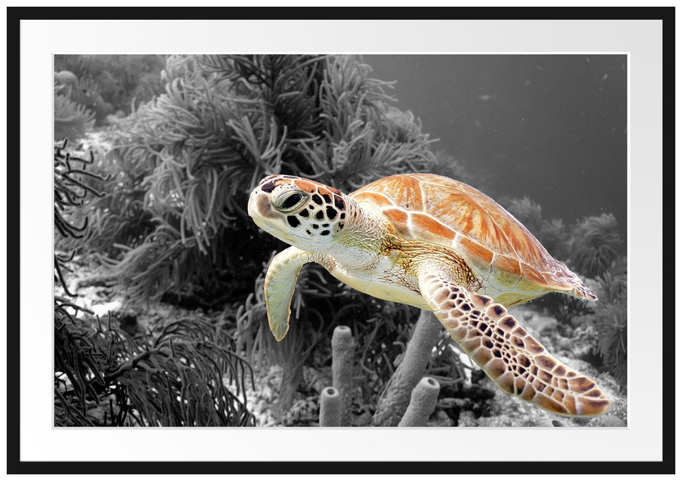wunderschöne Meeresschildkröte Passepartout 100x70
