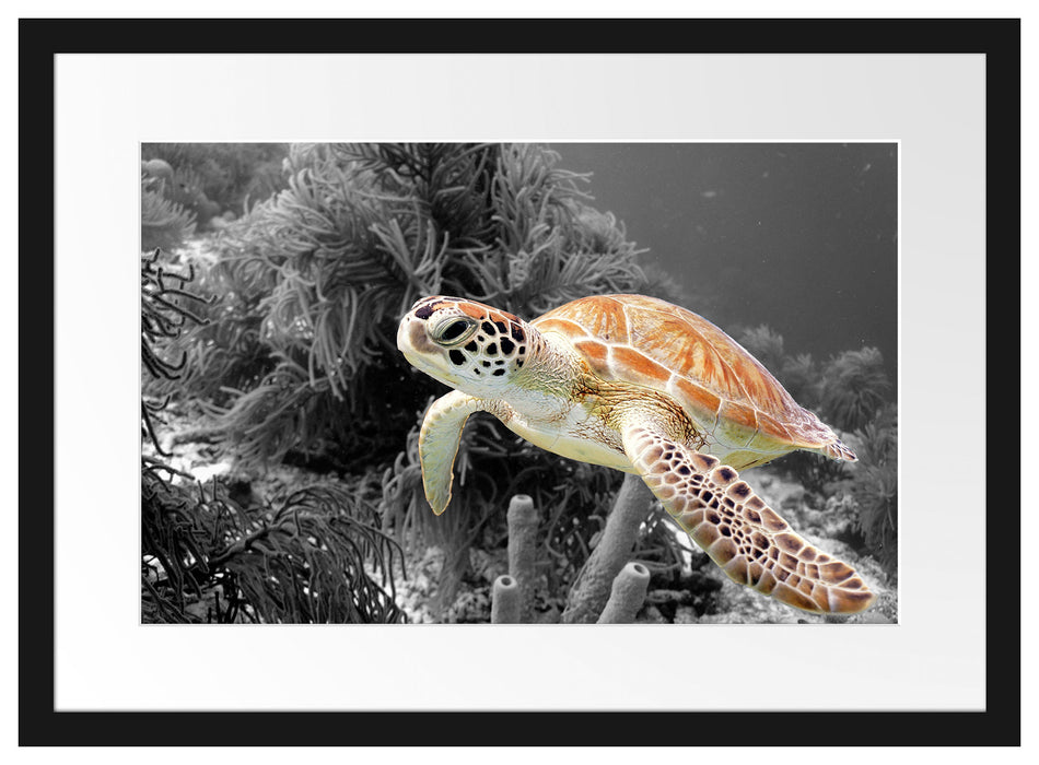 wunderschöne Meeresschildkröte Passepartout 55x40