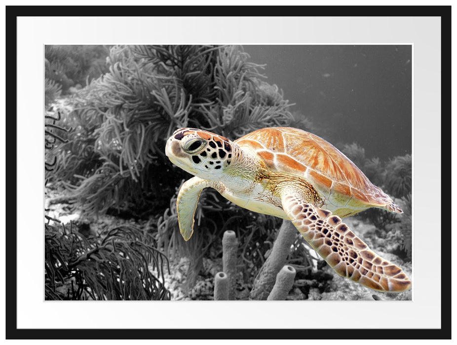 wunderschöne Meeresschildkröte Passepartout 80x60