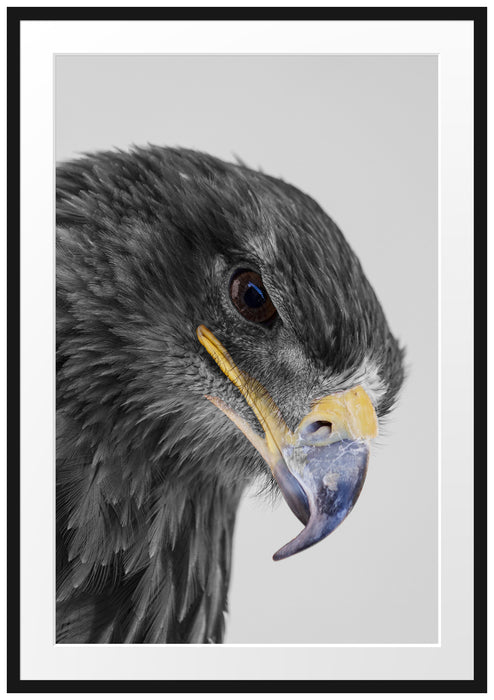 wunderschöner Adler im Portrait Passepartout 100x70