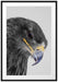 wunderschöner Adler im Portrait Passepartout 100x70