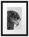 wunderschöner Adler im Portrait Passepartout 38x30