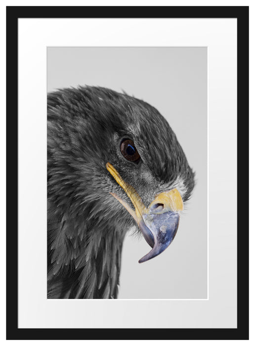 wunderschöner Adler im Portrait Passepartout 55x40