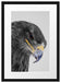 wunderschöner Adler im Portrait Passepartout 55x40