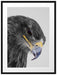 wunderschöner Adler im Portrait Passepartout 80x60