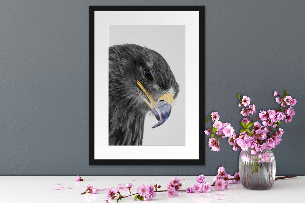 wunderschöner Adler im Portrait Passepartout Wohnzimmer