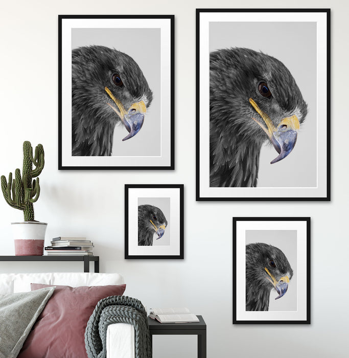 wunderschöner Adler im Portrait Passepartout Dekovorschlag