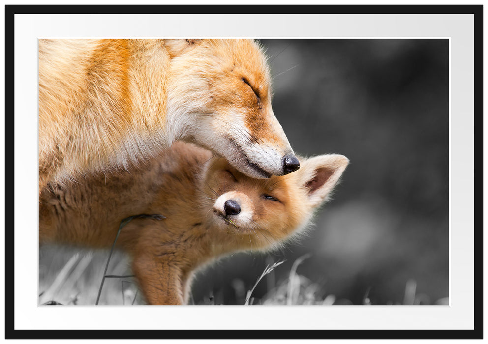 Pixxprint süße kuschelnden Füchse, im Galerie-Passepartout Bilderrahmen