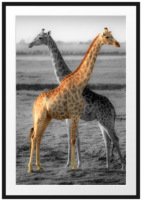schöne Giraffen in der Steppe Passepartout 100x70