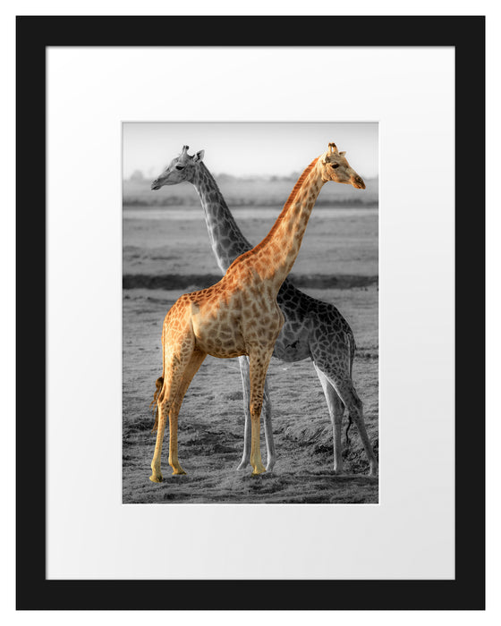 schöne Giraffen in der Steppe Passepartout 38x30