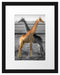 schöne Giraffen in der Steppe Passepartout 38x30