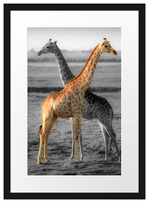 schöne Giraffen in der Steppe Passepartout 55x40
