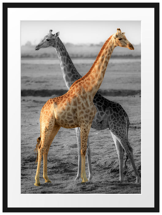 schöne Giraffen in der Steppe Passepartout 80x60