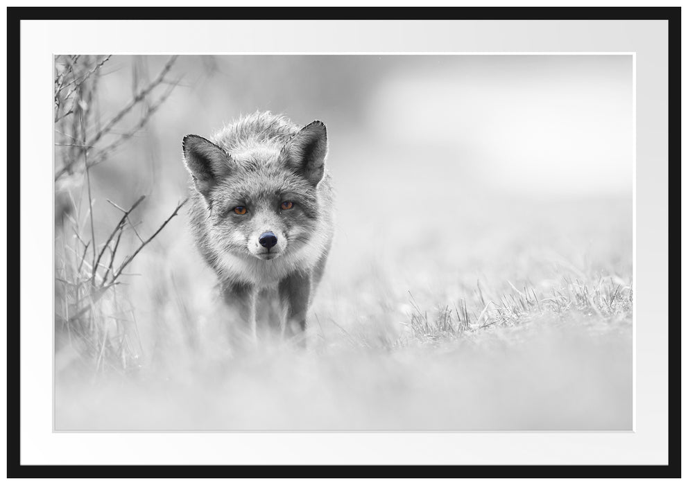 Pixxprint hübscher schleichender Fuchs, im Galerie-Passepartout Bilderrahmen