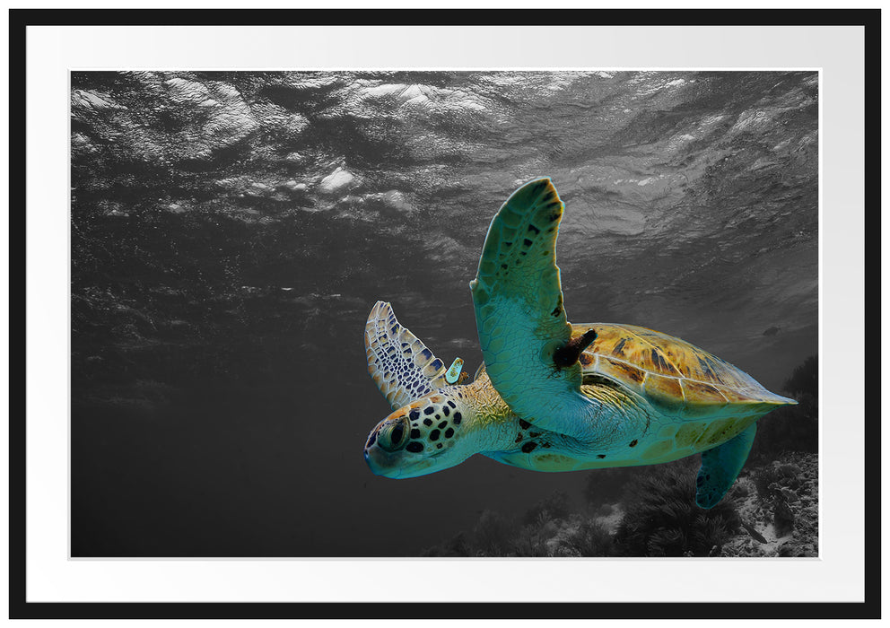 Pixxprint Schildkröte über dem Riff, im Galerie-Passepartout Bilderrahmen