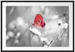 Schmetterling auf Blüte Passepartout 100x70
