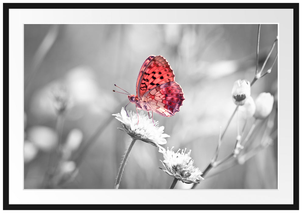 Pixxprint Schmetterling auf Blüte, im Galerie-Passepartout Bilderrahmen