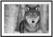 wunderschöner wachsamer Wolf Passepartout 100x70