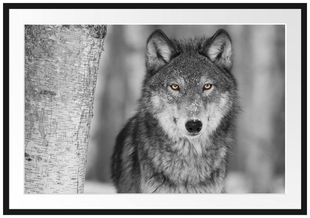 Pixxprint wunderschöner wachsamer Wolf, im Galerie-Passepartout Bilderrahmen