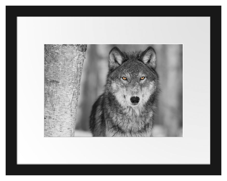 wunderschöner wachsamer Wolf Passepartout 38x30