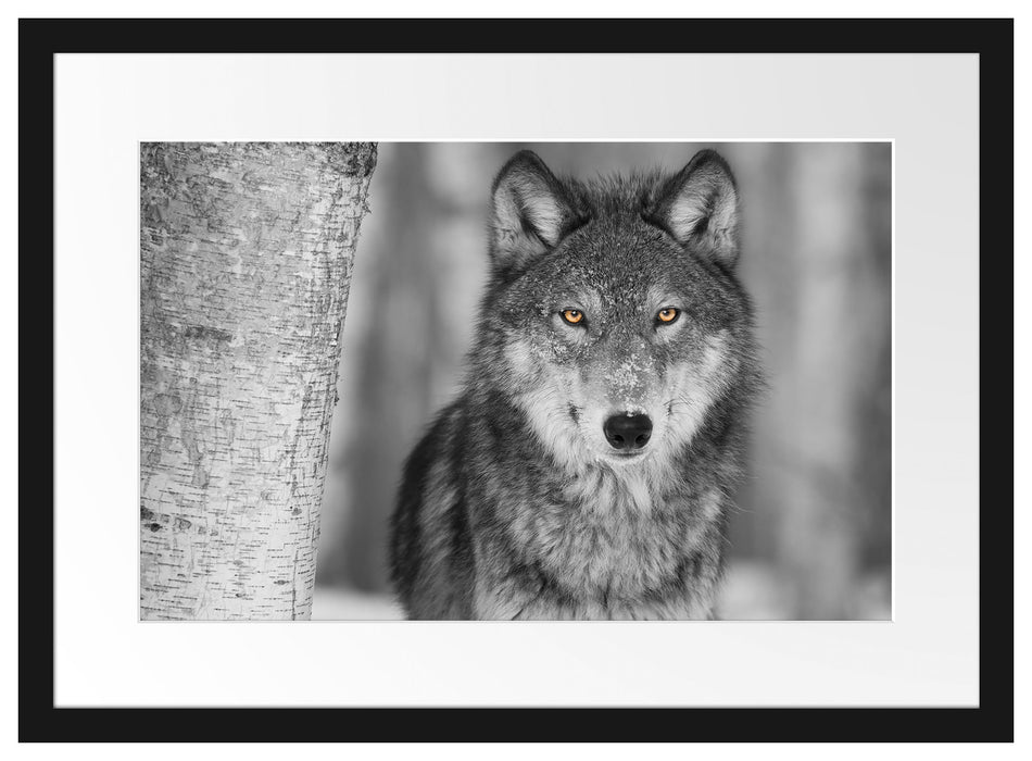 wunderschöner wachsamer Wolf Passepartout 55x40