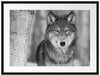 wunderschöner wachsamer Wolf Passepartout 80x60