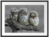 Eulen auf Ast Passepartout 80x60