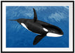 schöner Orca im Meer Passepartout 100x70