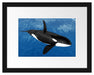 schöner Orca im Meer Passepartout 38x30